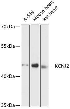 KCNJ2 Rabbit Polyclonal Antibody (CAB12949)