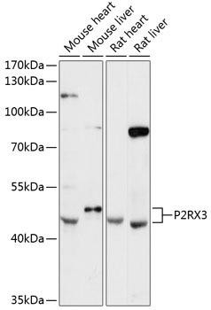 P2RX3 Rabbit Polyclonal Antibody (CAB12965)