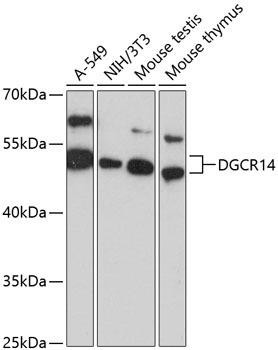 DGCR14 Rabbit Polyclonal Antibody (CAB13174)