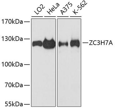 ZC3H7A Rabbit Polyclonal Antibody (CAB13190)