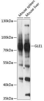 GLE1 Rabbit Polyclonal Antibody (CAB13206)