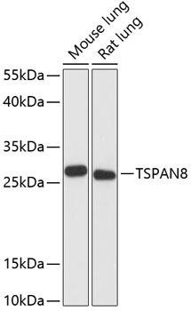 TSPAN8 Rabbit Polyclonal Antibody (CAB13266)