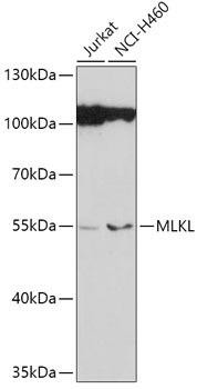 [KO Validated] MLKL Rabbit Polyclonal Antibody (CAB13451)