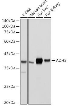 ADH5 Rabbit Polyclonal Antibody (CAB13459)