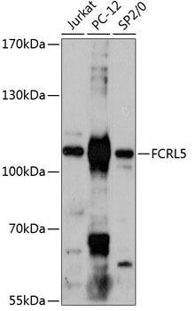 FCRL5 Rabbit Polyclonal Antibody (CAB13803)