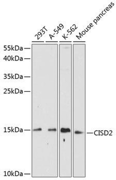 CISD2 Rabbit Polyclonal Antibody (CAB14168)