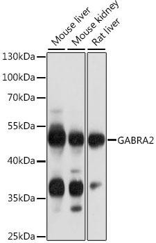 GABRA2 Rabbit Polyclonal Antibody (CAB14185)