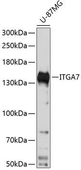 ITGA7 Rabbit Polyclonal Antibody (CAB14246)