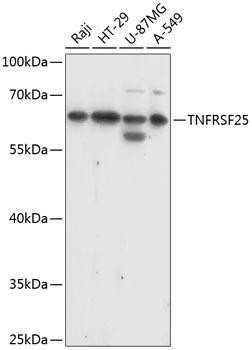 TNFRSF25 Rabbit Polyclonal Antibody (CAB14261)