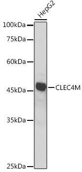 CLEC4M Rabbit Polyclonal Antibody (CAB14268)