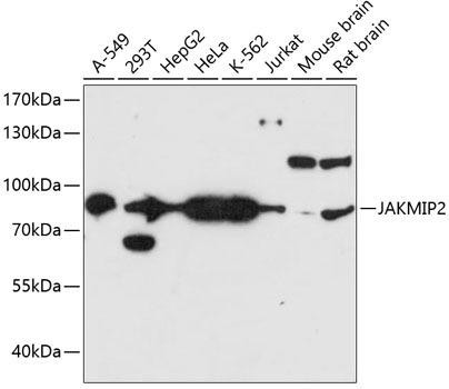 JAKMIP2 Rabbit Polyclonal Antibody (CAB14387)