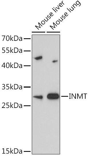 INMT Rabbit Polyclonal Antibody (CAB14391)