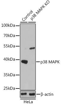 [KO Validated] p38 MAPK Rabbit Polyclonal Antibody (CAB14401)