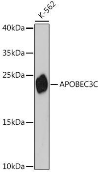 APOBEC3C Rabbit Polyclonal Antibody (CAB14510)