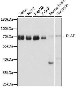 DLAT Rabbit Polyclonal Antibody (CAB14530)