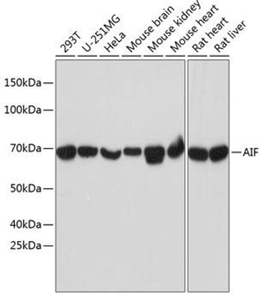 Anti-AIF Antibody (CAB19536)