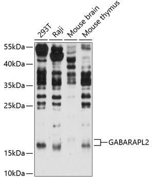 GABARAPL2 Rabbit Polyclonal Antibody (CAB14855)
