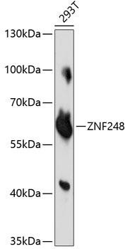 ZNF248 Rabbit Polyclonal Antibody (CAB14915)