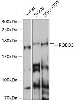ROBO3 Rabbit Polyclonal Antibody (CAB14922)