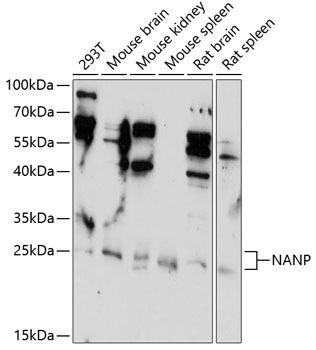 NANP Rabbit Polyclonal Antibody (CAB14964)