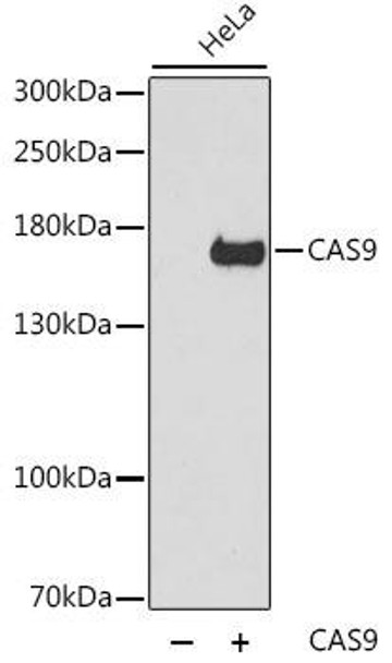 CAS9 Rabbit Polyclonal Antibody (CAB14997)