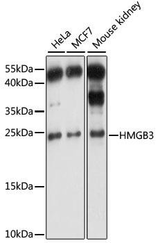 HMGB3 Rabbit Polyclonal Antibody (CAB15064)