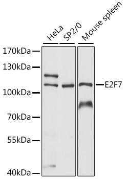 E2F7 Rabbit Polyclonal Antibody (CAB15211)