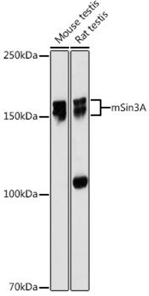 Anti-mSin3A Antibody (CAB2396)