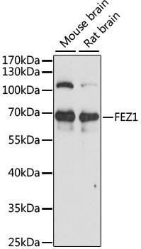 FEZ1 Rabbit Polyclonal Antibody (CAB15362)