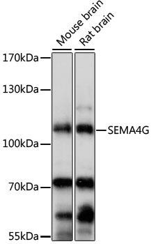 SEMA4G Rabbit Polyclonal Antibody (CAB15492)