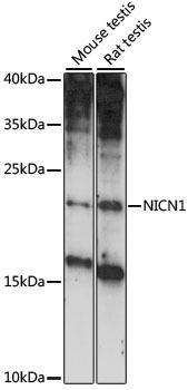 NICN1 Rabbit Polyclonal Antibody (CAB15532)