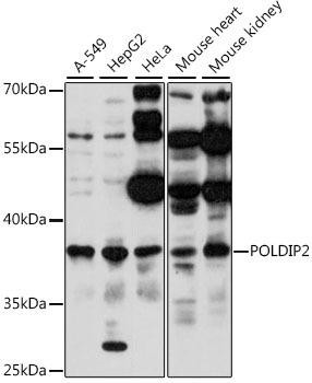 POLDIP2 Rabbit Polyclonal Antibody (CAB15812)