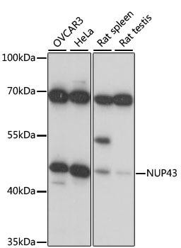 NUP43 Rabbit Polyclonal Antibody (CAB15983)