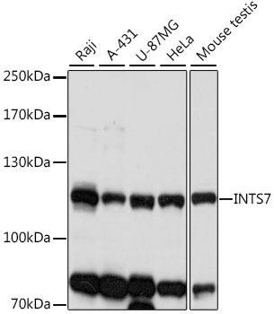 INTS7 Rabbit Polyclonal Antibody (CAB16113)