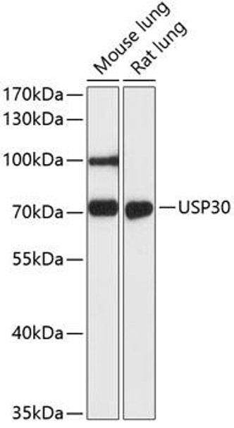 Anti-USP30 Antibody (CAB12862)