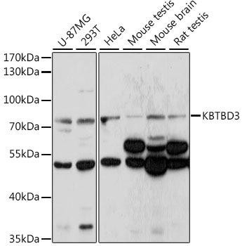 KBTBD3 Rabbit Polyclonal Antibody (CAB16169)