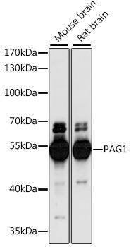 Peroxiredoxin 1 (PAG) Rabbit Polyclonal Antibody (CAB16303)