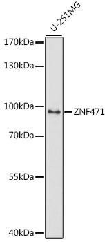 ZNF471 Rabbit Polyclonal Antibody (CAB16561)