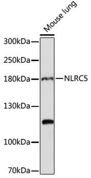 NLRC5 Rabbit Polyclonal Antibody (CAB16710)