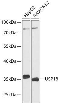 USP18 Rabbit Polyclonal Antibody (CAB16739)