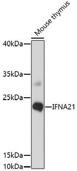 IFNA21 Rabbit Polyclonal Antibody (CAB16881)