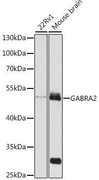 GABRA2 Rabbit Polyclonal Antibody (CAB1803)