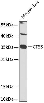 CTSS Rabbit Polyclonal Antibody (CAB1874)