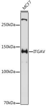 Integrin alpha V (ITGAV/CD51) Rabbit Polyclonal Antibody (CAB2091)