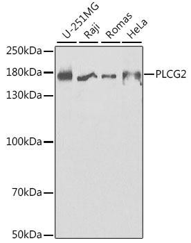 PLC gamma 2 (PLCG2) Rabbit Polyclonal Antibody (CAB2182)