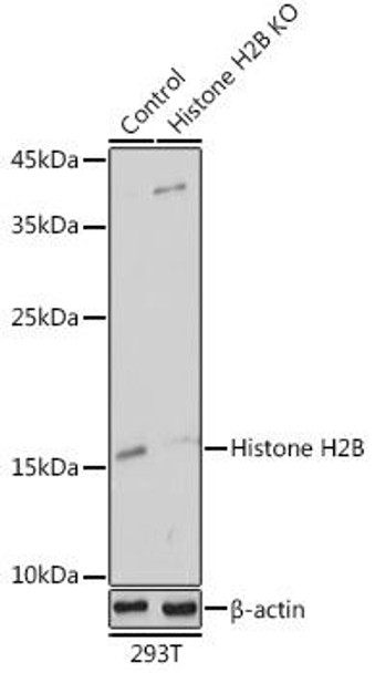 Anti-Histone H2B Antibody (CAB1958)[KO Validated]