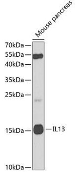 Anti-IL-13 Antibody (CAB2089)