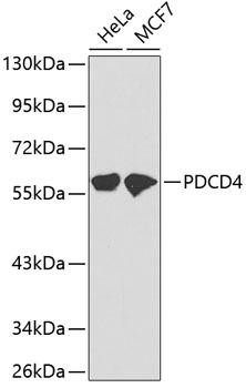 PDCD4 Rabbit Polyclonal Antibody (CAB2420)
