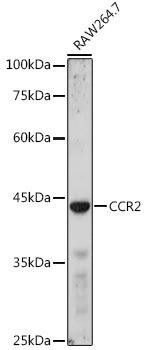 CCR2 Rabbit Polyclonal Antibody (CAB2855)