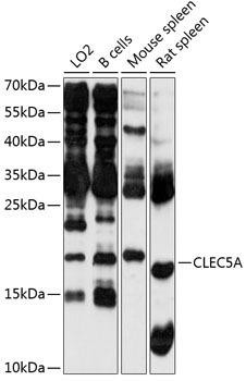 CLEC5A Rabbit Polyclonal Antibody (CAB2873)